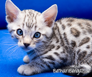 Silber rosetted Bengal Cat